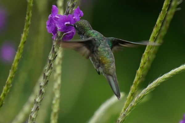 Versicolored Emerald