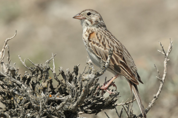 Vesper Sparrow