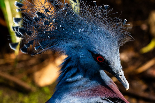 Victoria crowned pigeon
