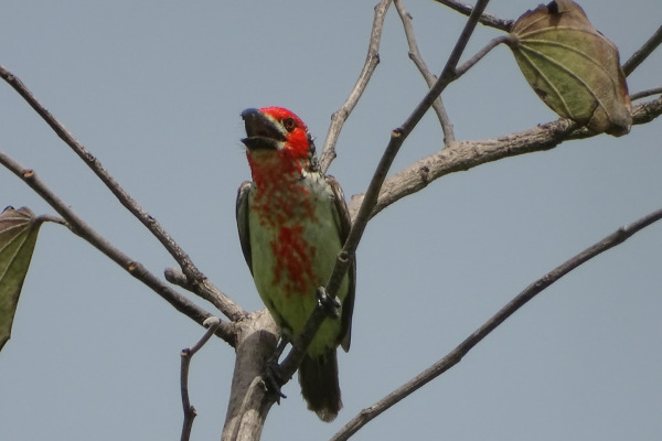 Vieillot's Barbet