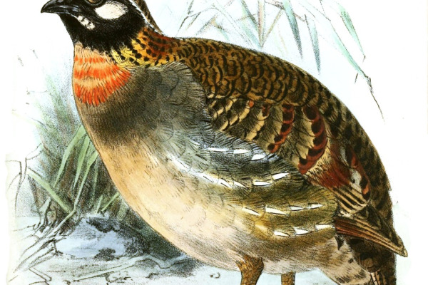 Vietnamese Hill Partridge