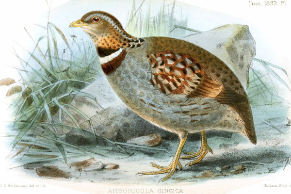Vietnamese Hill Partridge