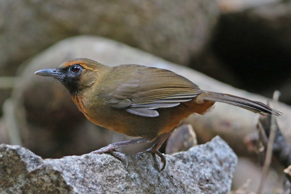 Vietnamese Laughingthrush