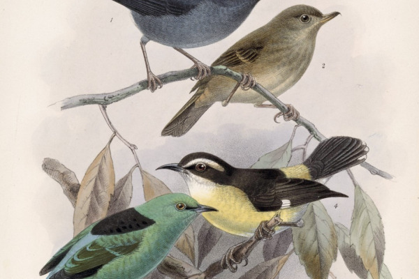 Viguier's Dacnis