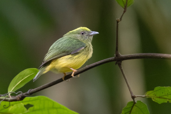 Vilasboas's Woodnymph
