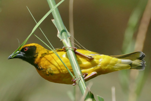 Village Weaver