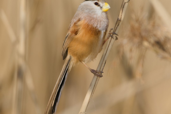 Vinous-throated Parrotbill