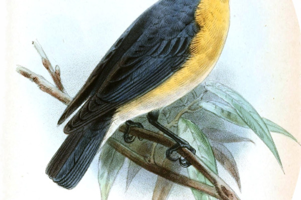 Violet-backed Hyliota