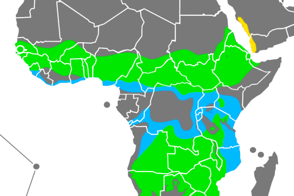 Violet-backed Starling