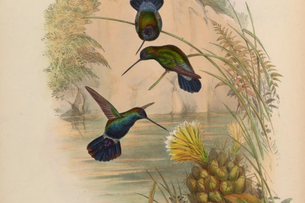 Violet-bellied Hummingbird