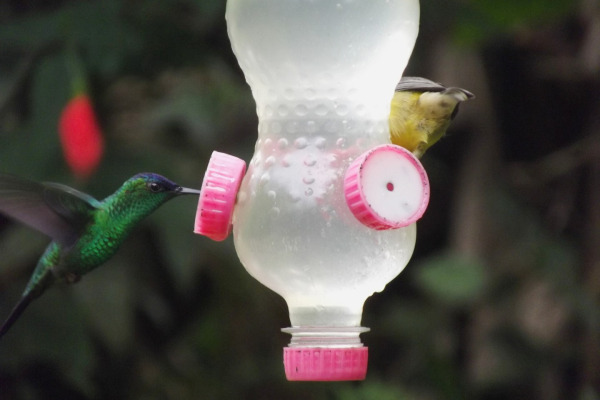 Violet-capped Woodnymph