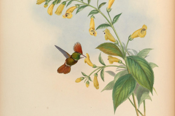 Violet-capped Woodnymph