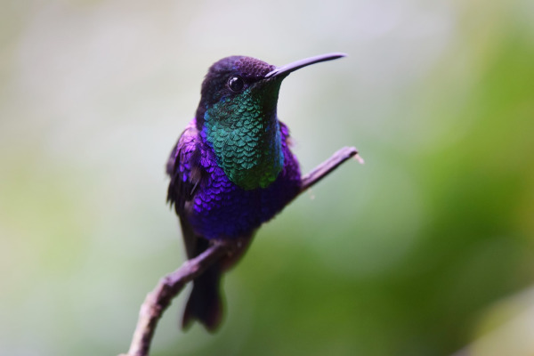 Violet-crowned Woodnymph