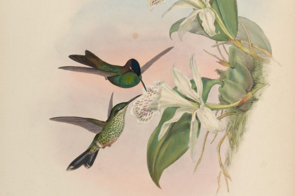 Violet-fronted Brilliant