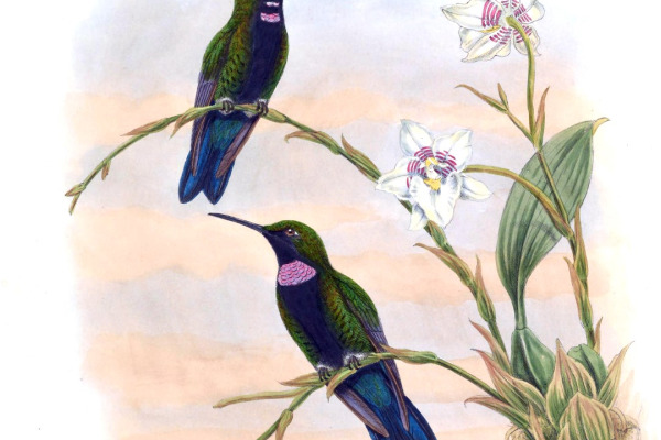 Violet-fronted Brilliant