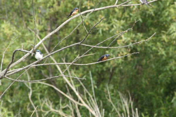 Violet-green Swallow