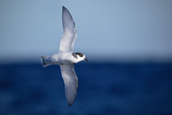 Violet-green Swallow