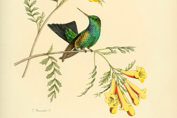 Violet-headed Hummingbird