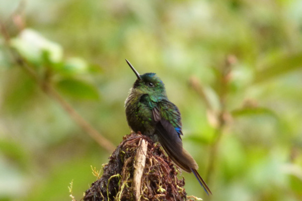 Violet-tailed Sylph