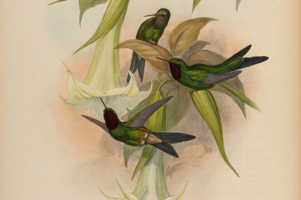 Violet-throated Sunangel