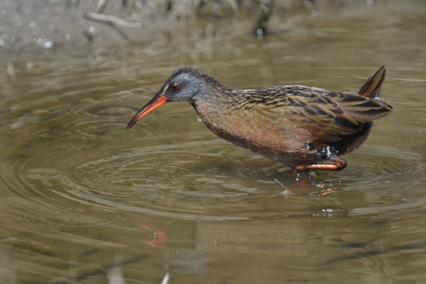 Virginia Rail