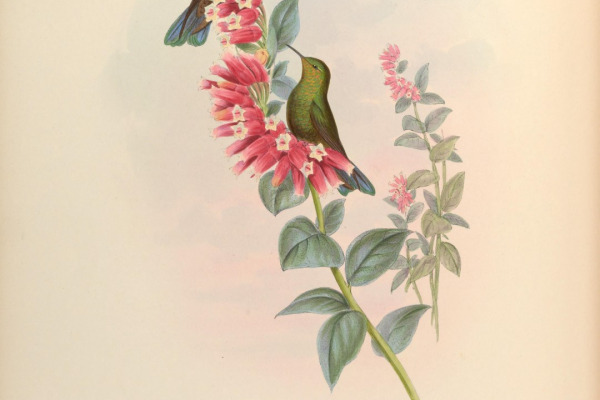 Viridian Metaltail