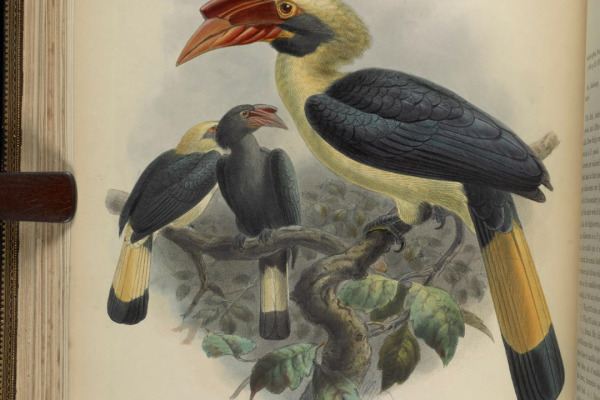 Visayan Hornbill