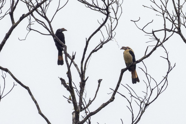 Visayan Hornbill