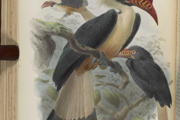 Visayan Hornbill