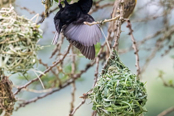 Vitelline masked weaver
