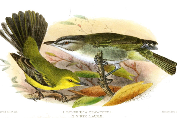 Vitelline Warbler