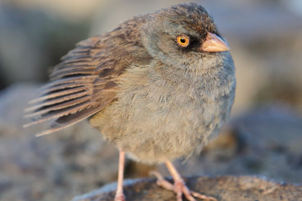 Volcano Junco