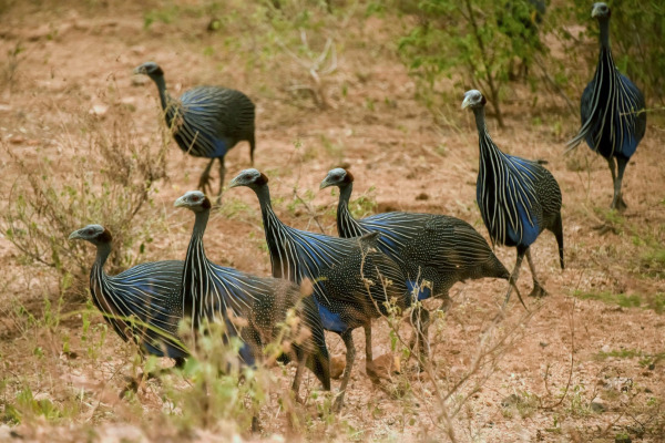 Vulturine Guineafowl