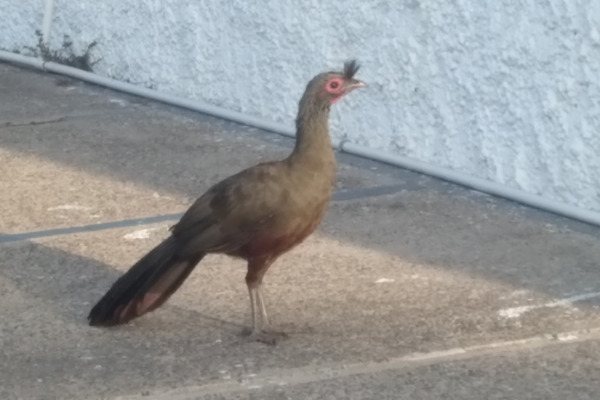 Wagler's Chachalaca