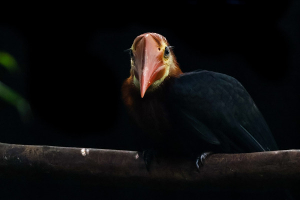 Walden's hornbill