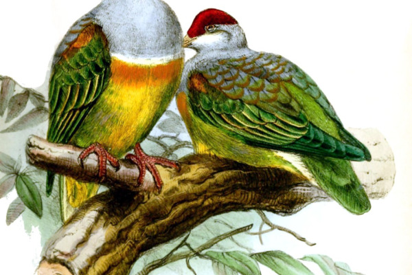 Wallace's Fruit Dove