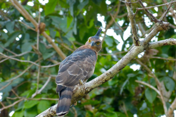 Wallace's hawk-eagle