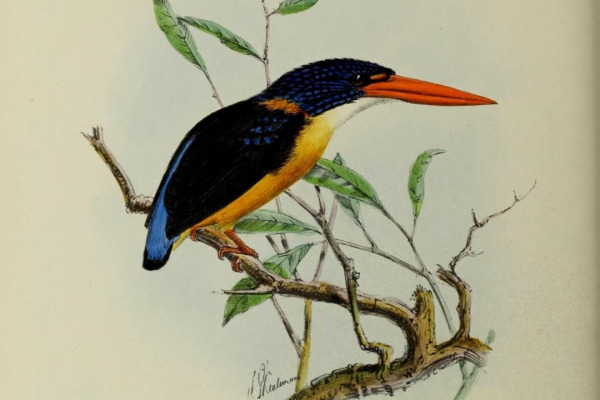 Wallace's kingfisher