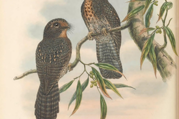 Wallace's Owlet-nightjar