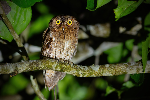 Wallace's Scops Owl