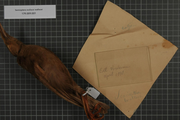 Wallace's Standardwing