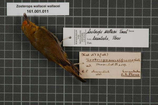 Wallace's Standardwing