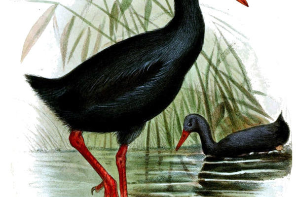 Wallace's standardwing