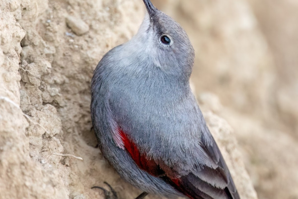 Wallcreeper