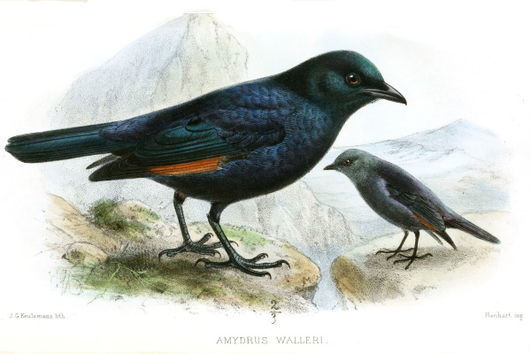 Waller's Starling