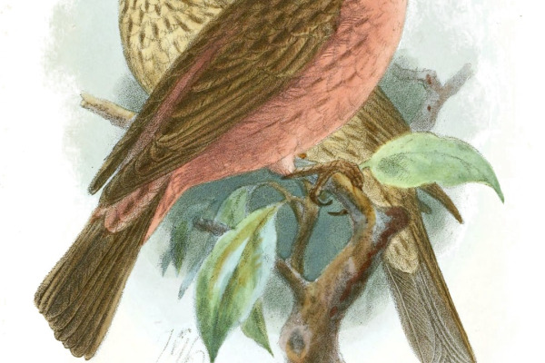 Walton's Rosefinch