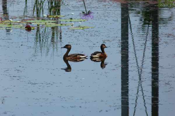 Wandering Whistling Duck