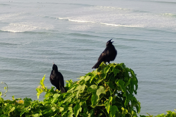 Warczewicz's Tody-Tyrant