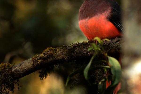 Ward's Trogon