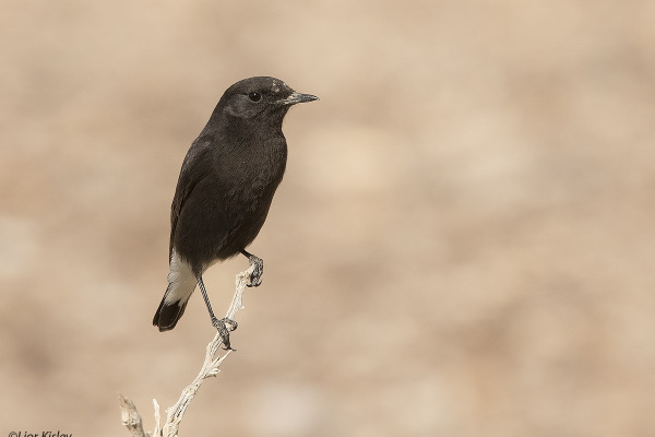 Warria's wheatear